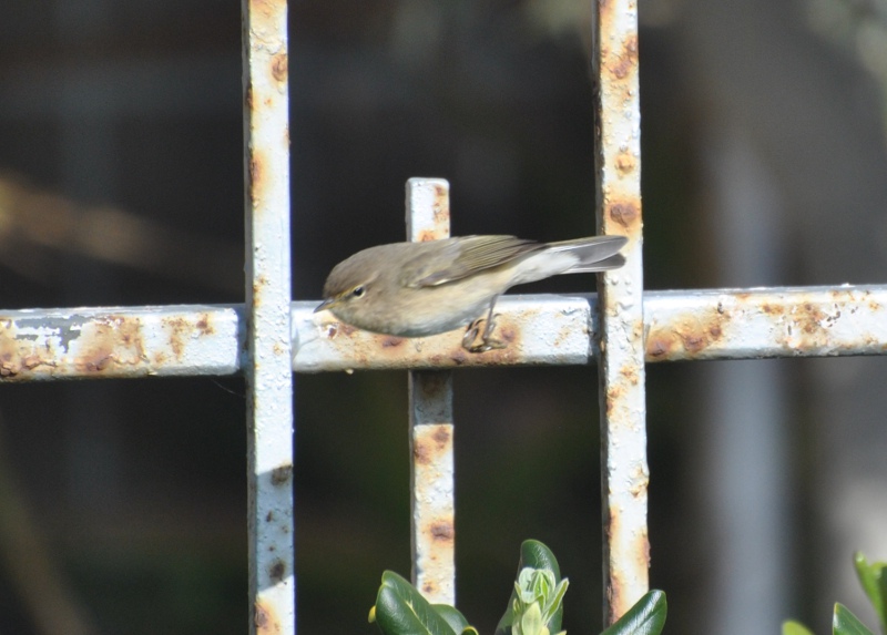 Lu piccolo / Phyllocopus collybita